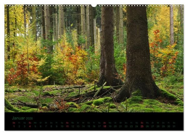 Produktbild: Baumgefl&uuml;ster (Wandkalender 2026 DIN A2 quer), CALVENDO Monatskalender
