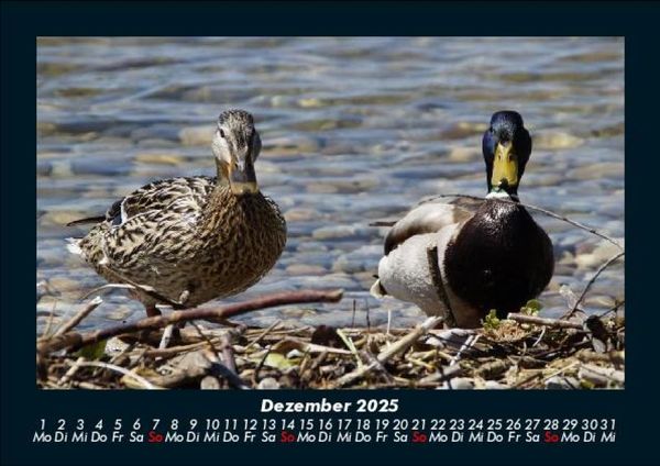 Produktbild: Enten 2025 Fotokalender DIN A5