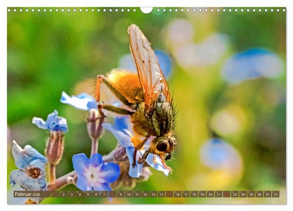 Produktbild: INSEKTEN - Makrofotografie in freier Natur (Wandkalender 2026 DIN A3 quer), CALVENDO Monatskalender