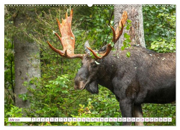 Produktbild: THE NORTHERN WOODLANDS MOOSE (High Quality Premium Wall Calendar 2026 DIN A2 landscape),CALVENDO 12 Month Wall Calendar