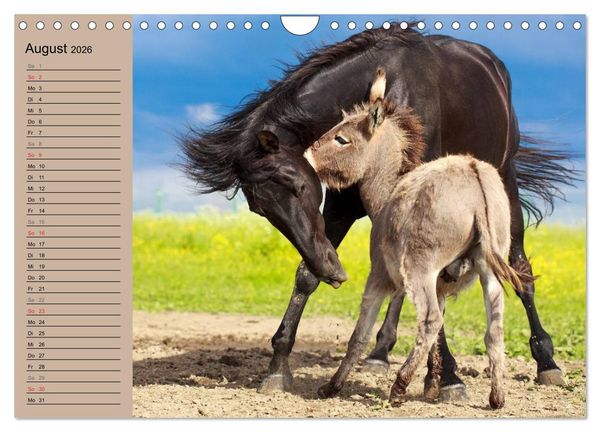 Produktbild: Das Esel-Paradies - Hunde und andere Feunde (Wandkalender 2026 DIN A4 quer), CALVENDO Monatskalender
