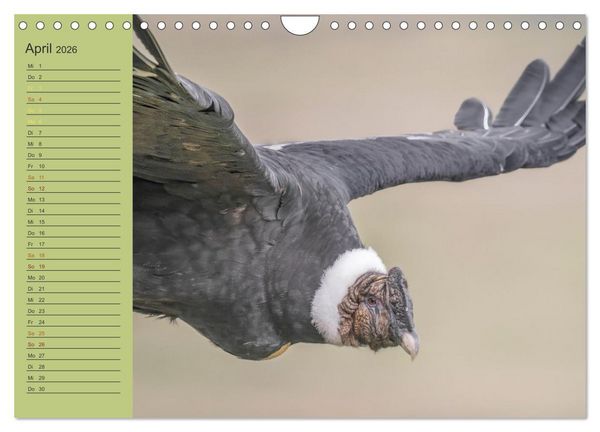 Produktbild: Wildlife S&uuml;damerika (Wandkalender 2026 DIN A4 quer), CALVENDO Monatskalender