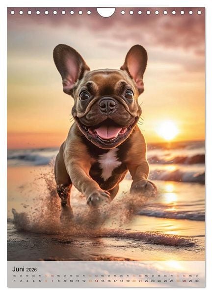 Produktbild: Franz&ouml;sische Bulldogge - ein Hund f&uuml;r die Familie (Wandkalender 2026 DIN A4 hoch), CALVENDO Monatskalender