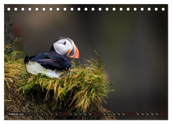 Produktbild: Puffins - Papageientaucher auf Island (Tischkalender 2026 DIN A5 quer), CALVENDO Monatskalender
