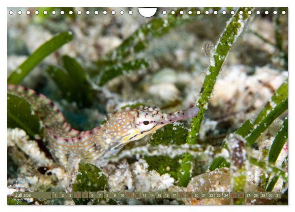 Produktbild: Tauchen, Fische und Meer (Wandkalender 2026 DIN A4 quer), CALVENDO Monatskalender