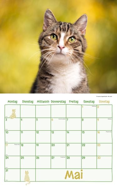 Produktbild: Katzen Kalenderpaket 2027