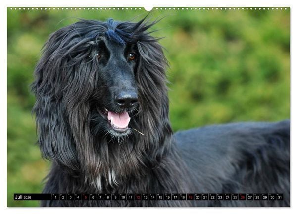 Produktbild: Kinder des Windes - Afghanischer Windhund (Wandkalender 2026 DIN A2 quer), CALVENDO Monatskalender