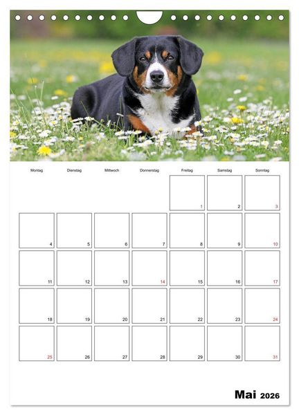 Produktbild: Entlebucher Sennenhunde begleiten Sie durch das Jahr (Wandkalender 2026 DIN A4 hoch), CALVENDO Monatskalender