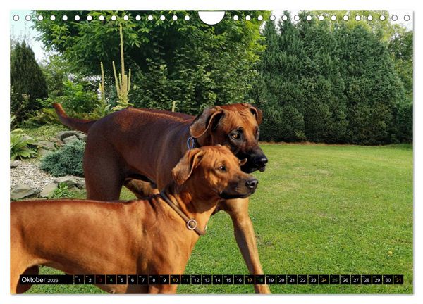 Produktbild: Rhodesian Ridgeback - Ausdrucksstarke Gesichter (Wandkalender 2026 DIN A4 quer), CALVENDO Monatskalender