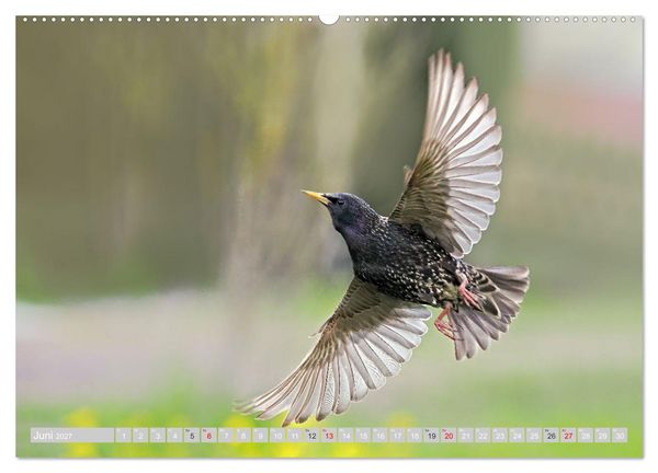 Produktbild: Flugk&uuml;nstler in luftiger H&ouml;he - Heimische Singv&ouml;gel im Flug (Wandkalender 2027 DIN A2 quer), CALVENDO Monatskalender