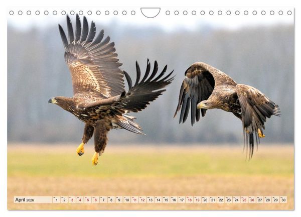 Produktbild: Majest&auml;tische Seeadler (Wandkalender 2026 DIN A4 quer), CALVENDO Monatskalender