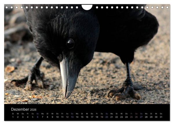 Produktbild: Rabenschwarze Impressionen - meike-ajo-dettlaff.de via wildvogelhlfe.org (Wandkalender 2026 DIN A4 quer), CALVENDO Monatskalender