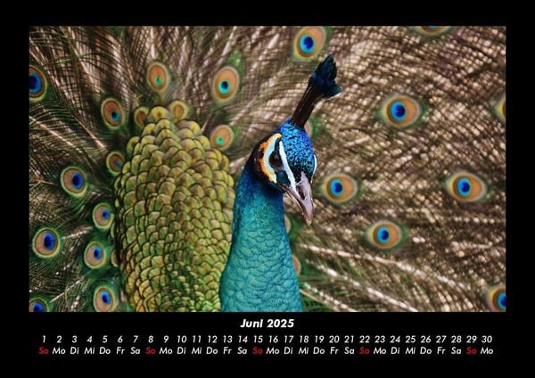 Produktbild: Vogelparadies 2025 Fotokalender DIN A3