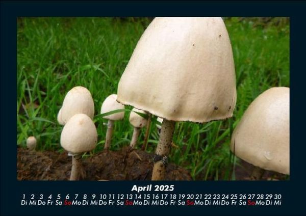 Produktbild: Waldzauber 2025 Fotokalender DIN A5