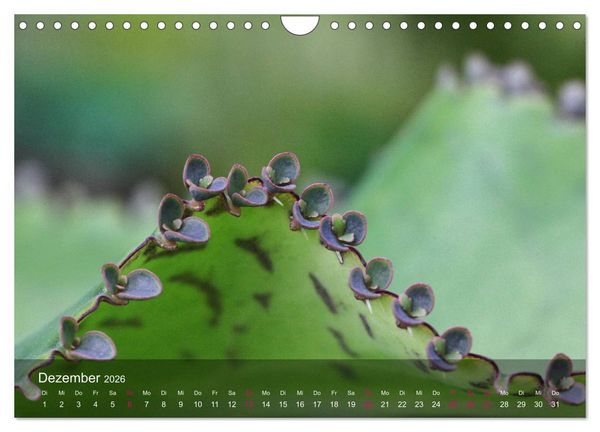 Produktbild: Sukkulenten in Haus und Garten (Wandkalender 2026 DIN A4 quer), CALVENDO Monatskalender
