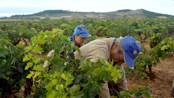 Produktbild: Das Land der tausend Weine (OmU)