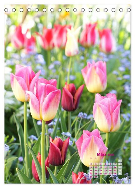 Produktbild: Ein buntes Tulpenjahr (Tischkalender 2026 DIN A5 hoch), CALVENDO Monatskalender