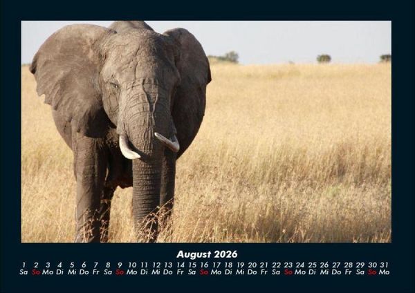 Produktbild: Der Elefantenkalender 2026 Fotokalender DIN A4