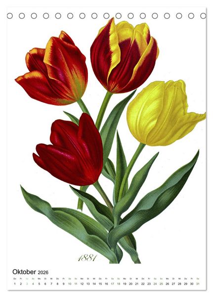 Produktbild: Tulpen - Jahr (Tischkalender 2026 DIN A5 hoch), CALVENDO Monatskalender