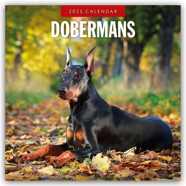 Dobermans – Dobermann 2025 – 16-Monatskalender