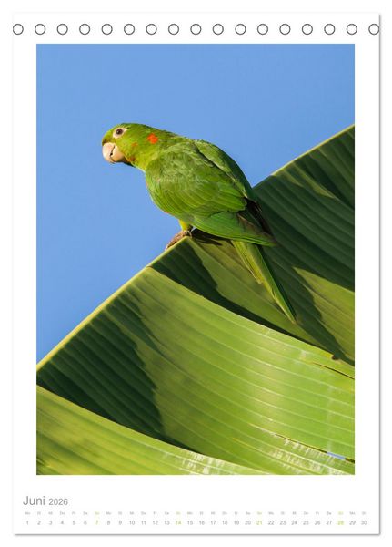 Produktbild: Pantanal &ndash; Einzigartiges Wildlife-Paradies (Tischkalender 2026 DIN A5 hoch), CALVENDO Monatskalender