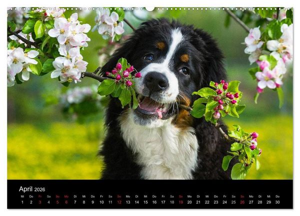 Produktbild: Treuer Freund Berner Sennenhund (Wandkalender 2026 DIN A2 quer), CALVENDO Monatskalender