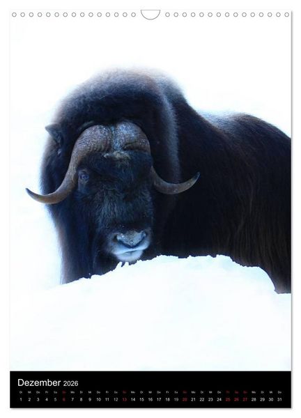 Produktbild: Wildlife 2026 (Wandkalender 2026 DIN A3 hoch), CALVENDO Monatskalender