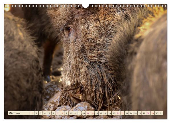Produktbild: Unverwechselbar - Wildschwein (Wandkalender 2026 DIN A3 quer), CALVENDO Monatskalender