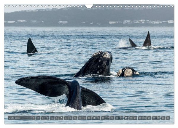 Produktbild: S&uuml;dafrika - Die Tierwelt (Wandkalender 2026 DIN A3 quer), CALVENDO Monatskalender
