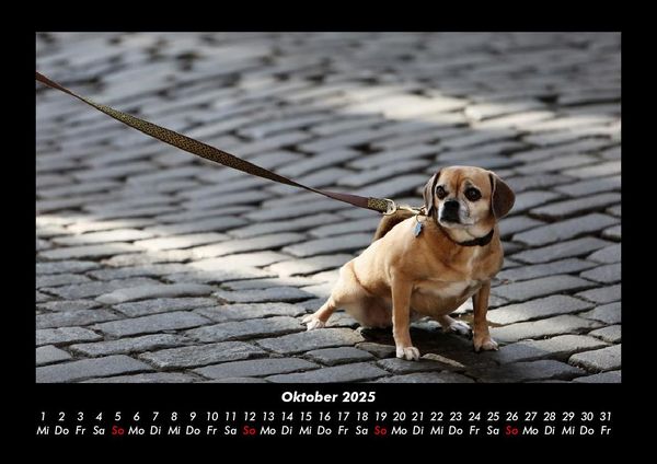 Produktbild: Welt der Tiere 2025 Fotokalender DIN A3