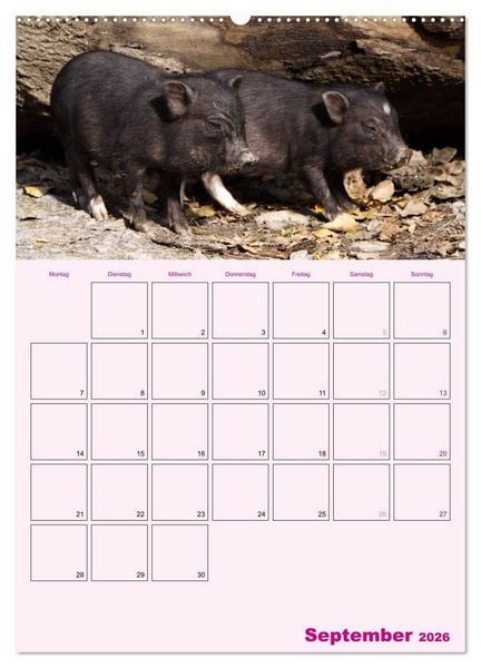 Produktbild: Schweinischer Terminplaner (Wandkalender 2026 DIN A2 hoch), CALVENDO Monatskalender