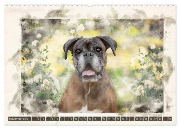 Produktbild: Boxer Photo&Kunst (Wandkalender 2026 DIN A2 quer), CALVENDO Monatskalender