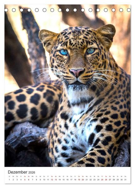 Produktbild: Leoparden - Die Beute im Visier. (Tischkalender 2026 DIN A5 hoch), CALVENDO Monatskalender