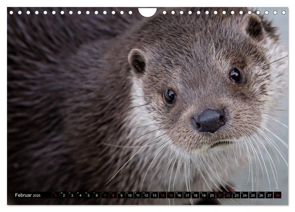 Produktbild: Fischotter, flinke J&auml;ger (Wandkalender 2026 DIN A4 quer), CALVENDO Monatskalender