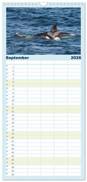 Produktbild: Familienplaner 2026 - Die Wale von Andenes mit 5 Spalten (Wandkalender, 21 x 45 cm) CALVENDO