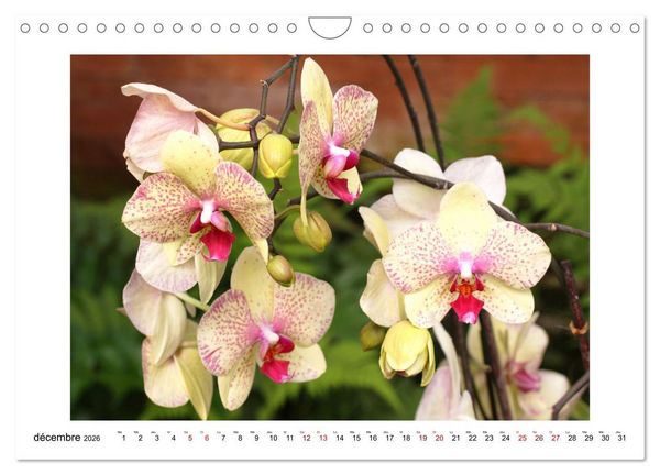 Produktbild: Mon r&ecirc;ve d'orchid&eacute;es (Calendrier mural 2026 DIN A4 vertical), CALVENDO calendrier mensuel