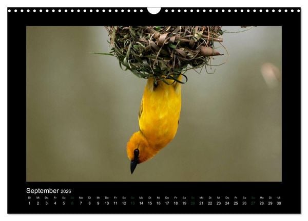 Produktbild: Wilde Tiere Afrikas (Wandkalender 2026 DIN A3 quer), CALVENDO Monatskalender