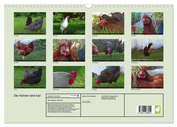 Produktbild: Die H&uuml;hner sind los! (Wandkalender 2026 DIN A3 quer), CALVENDO Monatskalender