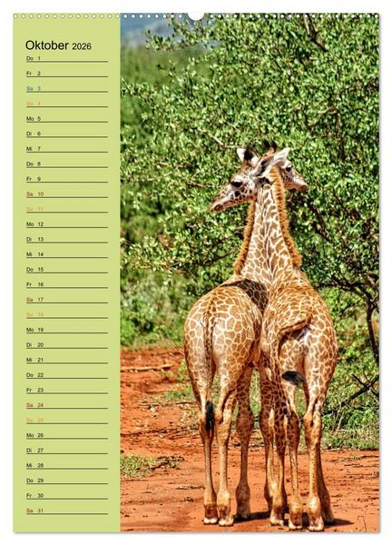 Produktbild: Giraffen. Voller Stolz und Grazie (hochwertiger Premium Wandkalender 2026 DIN A2 hoch), Kunstdruck in Hochglanz