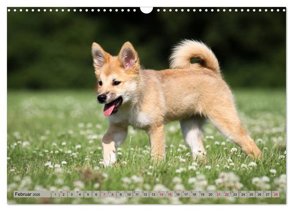 Produktbild: Tierkinder klein und s&uuml;&szlig; (Wandkalender 2026 DIN A3 quer), CALVENDO Monatskalender