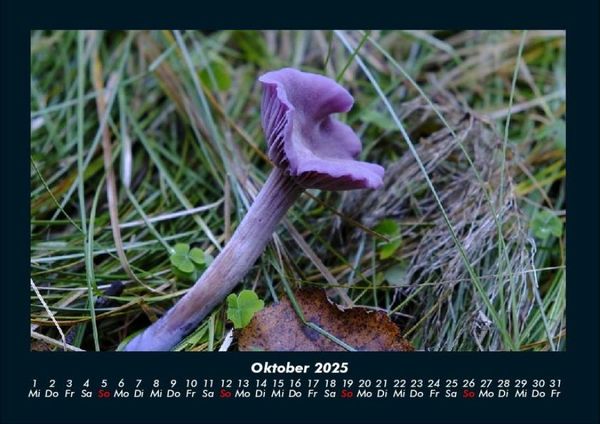 Produktbild: Pilzkalender 2025 Fotokalender DIN A4