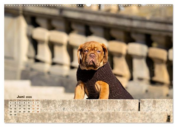 Produktbild: Eine kleine Bordeauxdogge entdeckt die Welt (hochwertiger Premium Wandkalender 2026 DIN A2 quer), Kunstdruck in Hochglanz