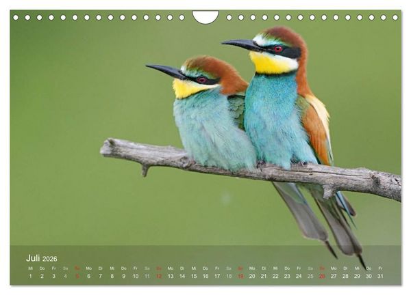 Produktbild: Europ&auml;ische Bienenfresser (Wandkalender 2026 DIN A4 quer), CALVENDO Monatskalender
