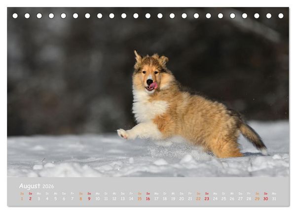 Produktbild: Collie Welpen im Schnee (Tischkalender 2026 DIN A5 quer), CALVENDO Monatskalender