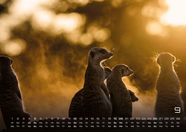 Produktbild: Erdm&auml;nnchen &ndash; Kleine W&auml;chter, gro&szlig;e Abenteuer! - 2027 - Kalender DIN A2