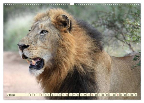 Produktbild: Wildes Leben in Botswana (Wandkalender 2026 DIN A2 quer), CALVENDO Monatskalender