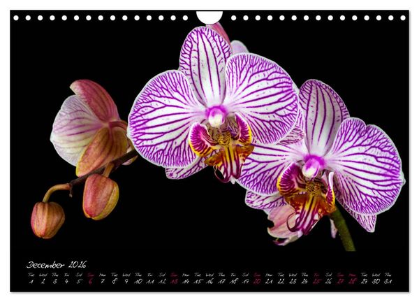 Produktbild: Orchids (Wall Calendar 2026 DIN A4 landscape), CALVENDO 12 Month Wall Calendar