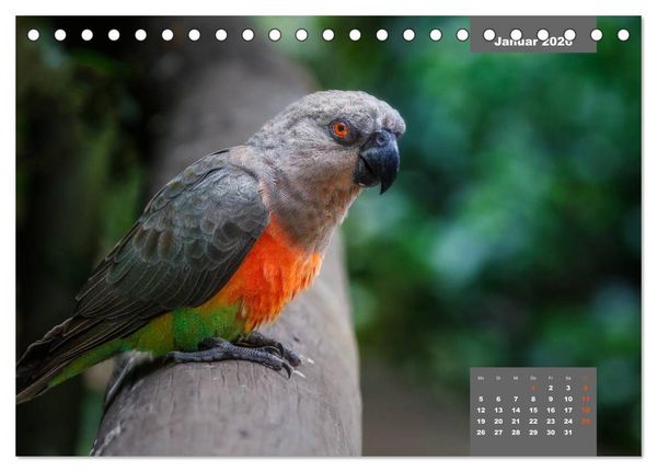 Produktbild: Papageien - Frech, sch&ouml;n und schlau (Tischkalender 2026 DIN A5 quer), CALVENDO Monatskalender
