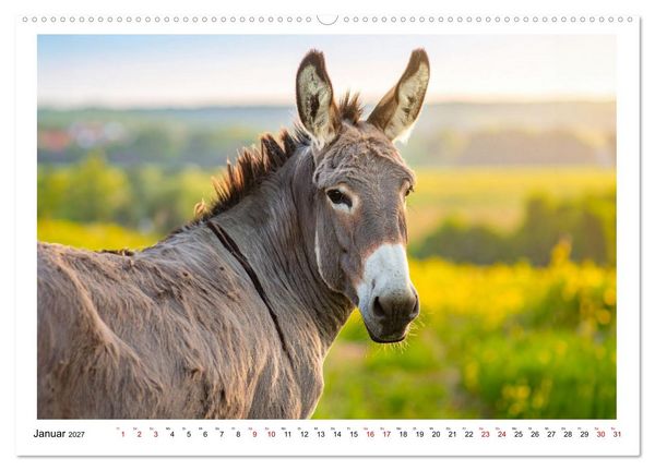 Produktbild: Kleine und gro&szlig;e Eselein (Wandkalender 2027 DIN A2 quer), CALVENDO Monatskalender