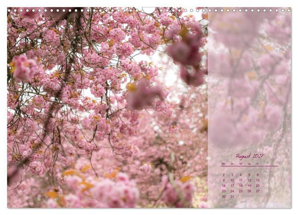 Produktbild: Pretty in Pink - Die Kirschbl&uuml;te (Wandkalender 2027 DIN A3 quer), CALVENDO Monatskalender